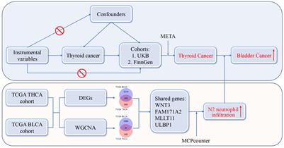 Causal effect of thyroid cancer on secondary primary malignancies: findings from the UK Biobank and FinnGen cohorts